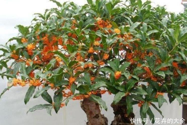  植物|阳台养花，不妨养这4款植物，花大色艳真漂亮，谁养谁上瘾