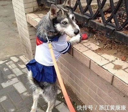 不错|搞笑图片幽默段子笑话:狗子你打扮下还是挺好看的,不错哦,哈哈