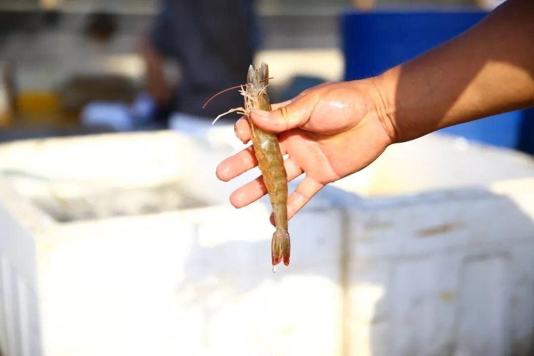 大鱼|青岛海鲜市场现一米多长大鱼！很多老青岛都不认识……