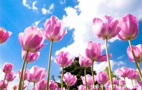 生活不会惯着你,想要不被抛弃,必须自己争气!|阳光短句| 想要