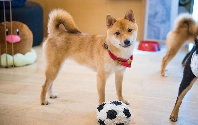  五大|柴犬五大缺点，最大的缺点是哪个，你知道吗？