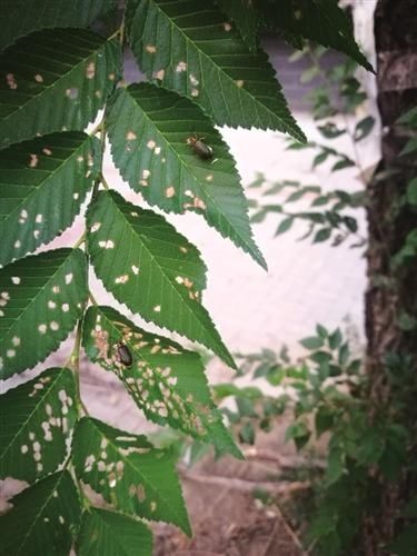  榆绿毛萤叶甲|甲虫夏季频入室 居民感觉有点烦