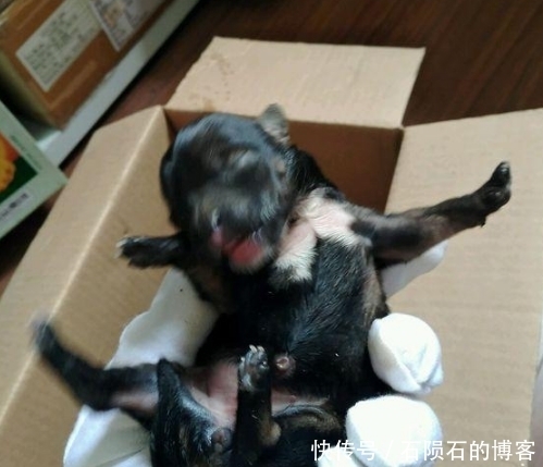 送给|一男子捡到了几只小奶狗，因没办法抚养送给了别人，结果却悲剧了