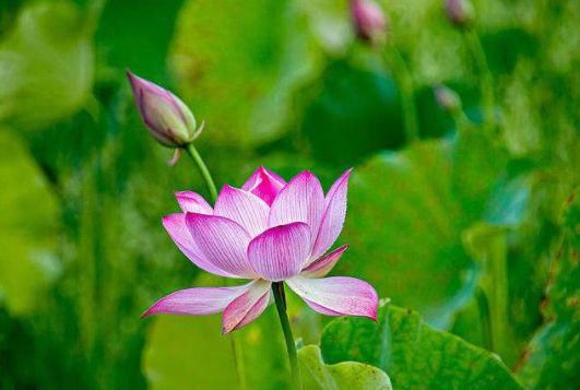 心理|心理测试：三朵荷花，哪一朵最有灵气？测你跟哪一种贵人最有缘