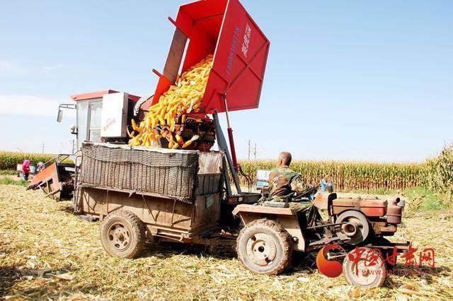 临泽|临泽新华镇:玉米丰收时农机唱主角