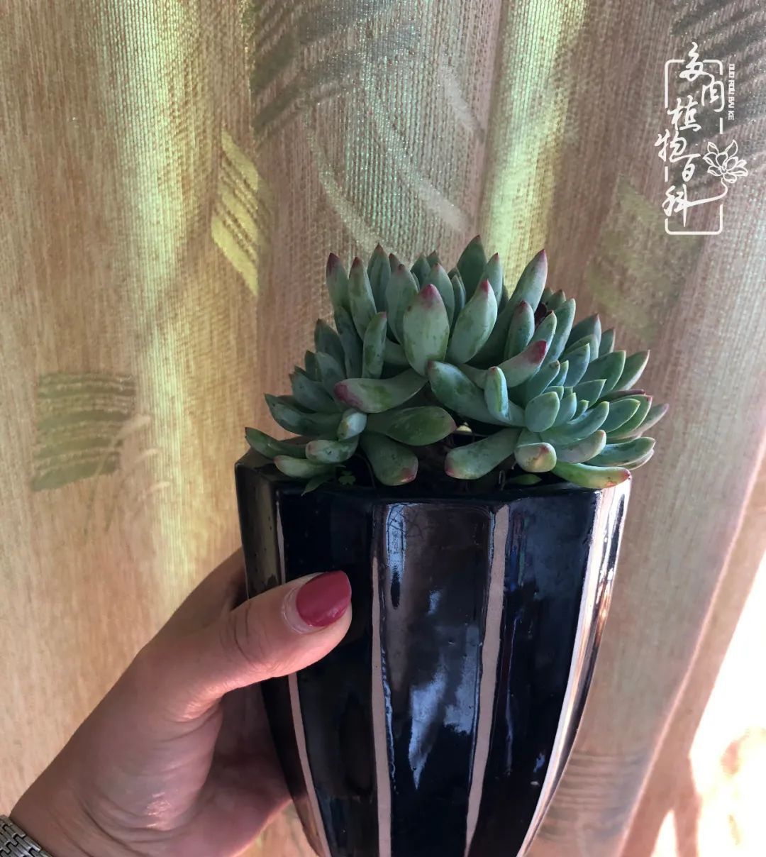  遇上|遇上多肉，遇上美好，情不知所起，一往而深！