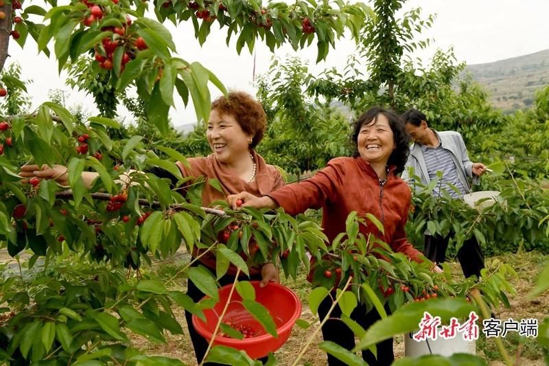  实施|甘肃推动实施“六大特色农业产业”精准脱贫追踪报道之四