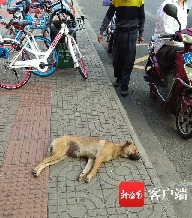  养狗|海口新《养犬条例》明年起施行 引发各界对“汪星人”热点问题进行讨论