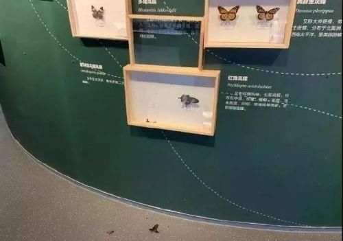 家长|熊孩子毁46万元作品。还有家长叫嚣：小孩吃屎你也吃屎