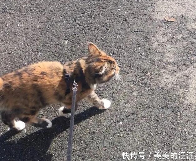 家里|流浪小猫太饿向人类求助，填饱肚子之后，赖在主人家里不走了