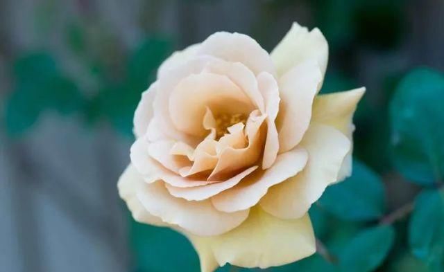 爱情|在8月份期间，桃花运最旺，旧爱转身，和前任重拾爱情的四大生肖