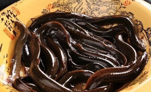 比肉|最好吃的鱼,营养是甲鱼8倍,16块钱一斤,比肉便宜无人买