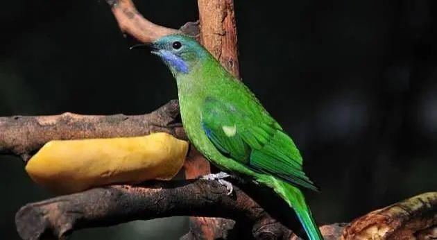 珠宝|解锁国风珠宝初印象，中式珠宝可不止是你想象的那样！