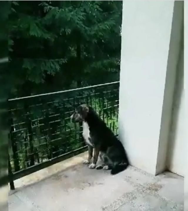  山区|越野选手山区不慎跌断骨，流浪狗一个举动救了他一命