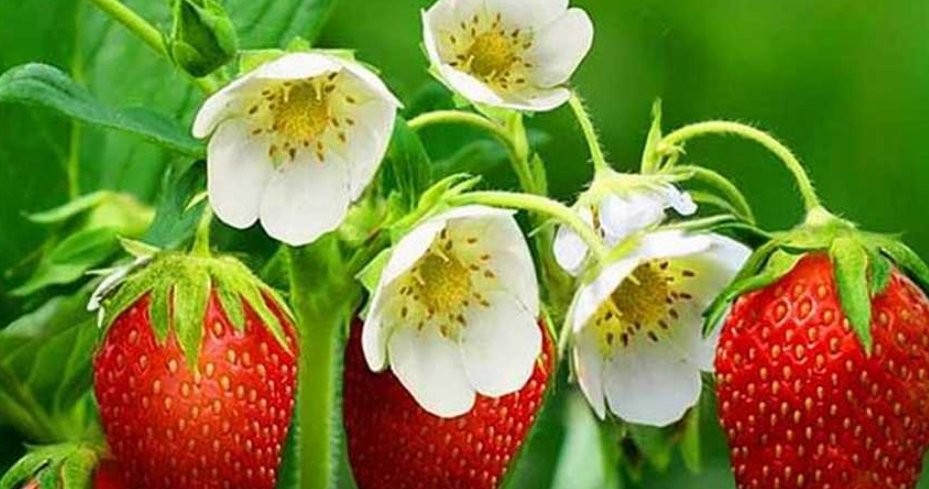  水果|草莓苗被称作“水果皇后”，大家对于他的禁忌了解多少，进来看看
