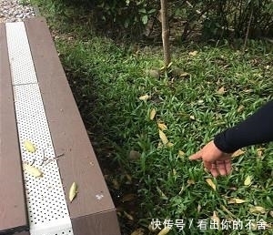  进外|虎斑猫被装进外出笼丢草堆曝晒，当时户外温度竟高达37度！