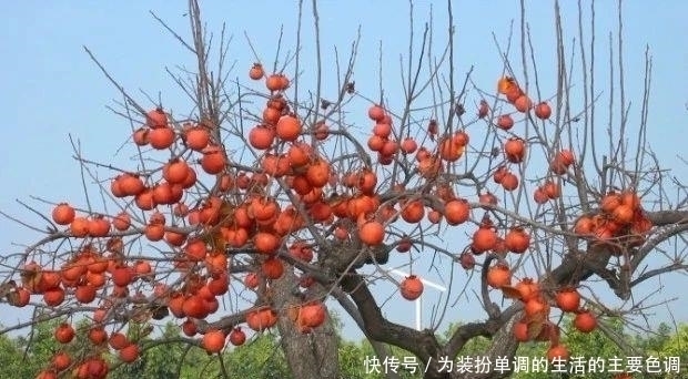 品种|适合在家院子里栽种的几种果树,一定会有你喜欢的品种