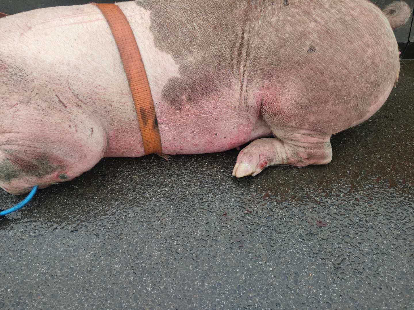  跳车|一头几百斤的猪高速跳车 民警紧急救助