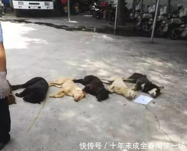 细说|狗贩子为何喜欢高价收购十年以上的老狗?细说你不知道的三点秘密