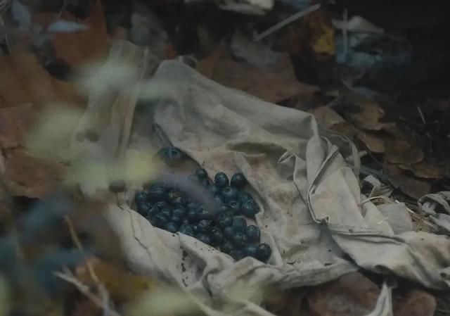 口碑|今年口碑最好的新片,是一个温柔的荒蛮故事