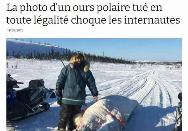  合法|有钱人花上33万，就可以在加拿大合法杀死一只北极熊