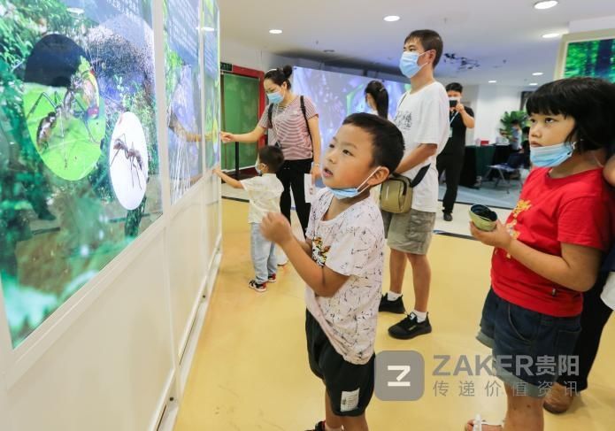 科普|贵州省科技馆“多彩的昆虫世界”科普展受热捧