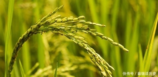 满见|小满节气到,“小满”到底是什么意思?“小满见三新”是指啥呢?