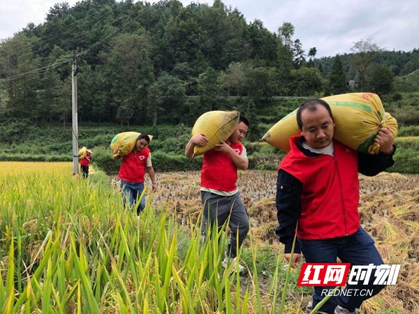 水稻|团县委组织团员青年志愿者助农抢收水稻