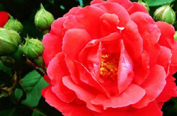 属兔的人|8月开始,4属相运势大涨,财到福到吉祥到,万事大吉,福禄双至