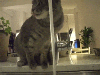 理解|搞笑GIF:这种痛,只有男人才能理解