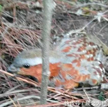 收获|农村小伙在山中下套子，野兔没抓到，竟收获意想不到的惊喜