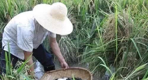枞菇|农村秋季美食正当时，错过又要等一年！吃货的福利来了