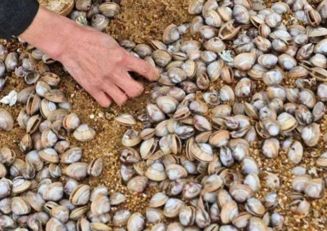 需靠|海边这种野味以前能捡一麻袋,如今吃的人越来越多,需靠人工养殖