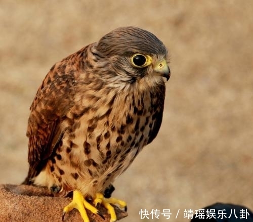 断崖|成吉思汗断崖寻到水，猎鹰百般阻止他喝水，怒杀猎鹰后追悔莫及