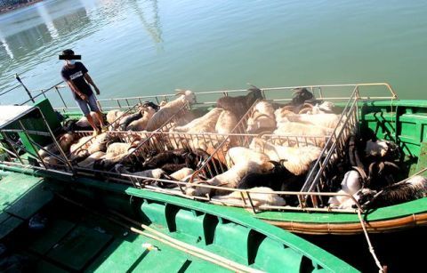  违规|凌晨发现异常快艇 警方截获216只未经检验检疫违规入岛活羊