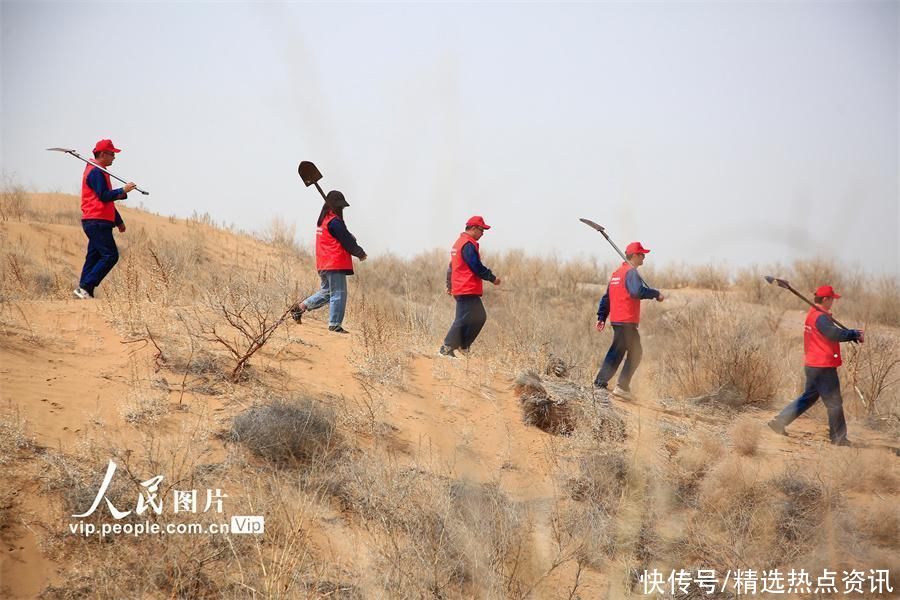 宁夏灵武：植绿治沙