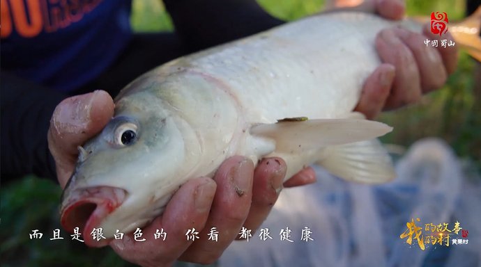  西边|就为了这一口鲜美鱼肉！很多人还不知道这里，就在合肥西边