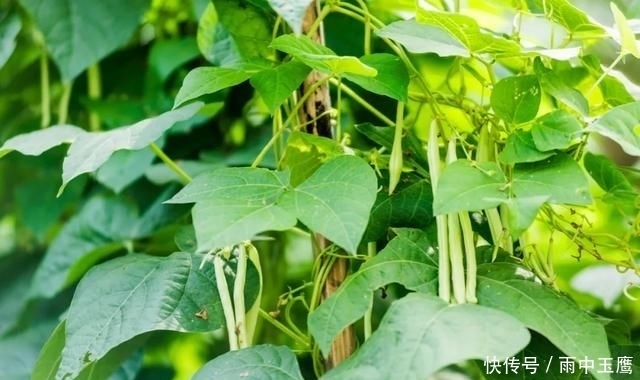 在家|在家种个菜都这么美,还要什么花园?