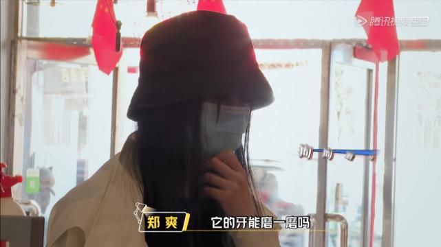  动物|郑爽关爱流浪动物，却将自家宠物送寄养中心，柳岩挽救了她的人设