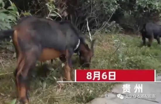 画面|大妈闹市放羊啃食绿化带 现场画面曝光路人提醒反被怼