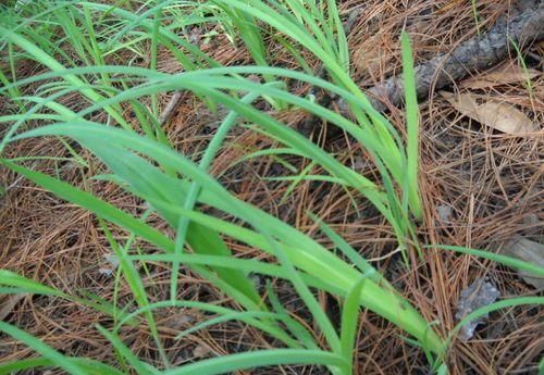  猪饲料|随处可见的野菜，以前被当做猪饲料，现价值堪比黄金