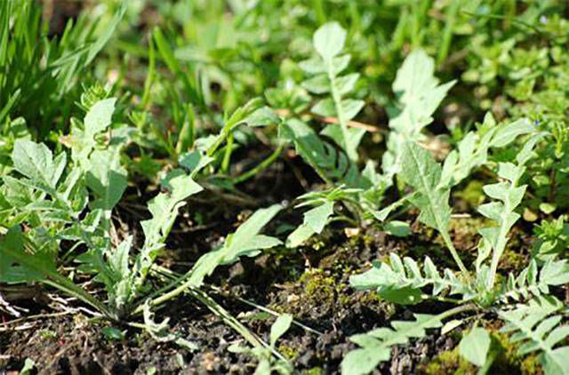 戒掉|野菜中的报春菜,气味迷人容易辨别特鲜,吃过的人都难“戒掉”!