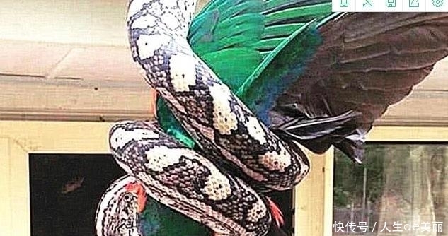  蟒蛇当成|金刚鹦鹉在院子里扑腾，以为有贼，却冲了出来，却见死不救