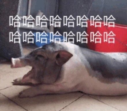  表情|搞笑的哈哈大笑表情包合集