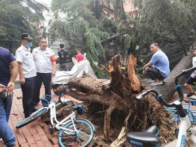  倒地|大雨中雪松倒地三辆汽车被砸中