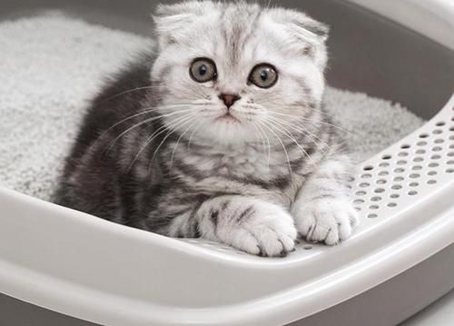 膨润土猫砂|【个人养宠经验分享】竹猫砂要怎么使用？竹猫砂小猫可以用吗