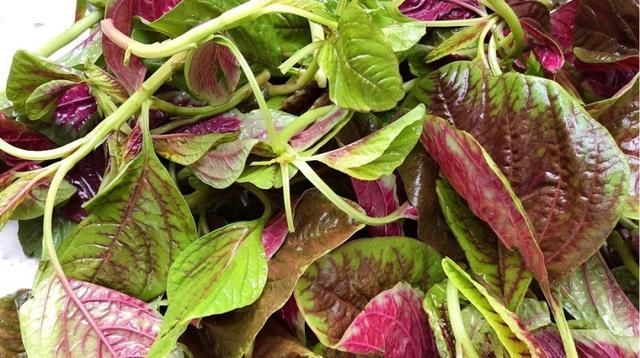 营养|这道菜夏天才有,农村老人称它为“长寿菜”,才3元1把,太便宜了