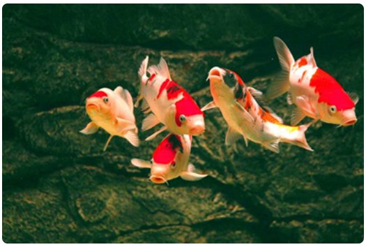 幸运|头等幸运鹅产生！他…他…他居然只抽了一次，就中了