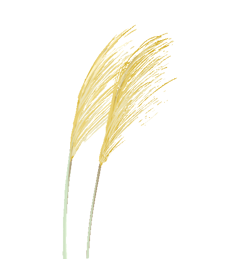 季节|适合进补的季节来了,快来试试“素三宝”