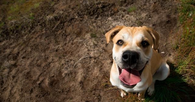  养狗|狗狗也来“大姨妈”？动物的大姨妈你了解多少